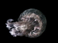   jellyfish loutraki greece  